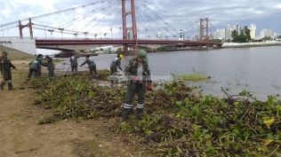 La Municipalidad limpió de camalotes la playa de la Costanera Este