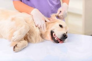 Esteban Motta destacó el gran inicio del Programa Departamental de Sanidad Animal