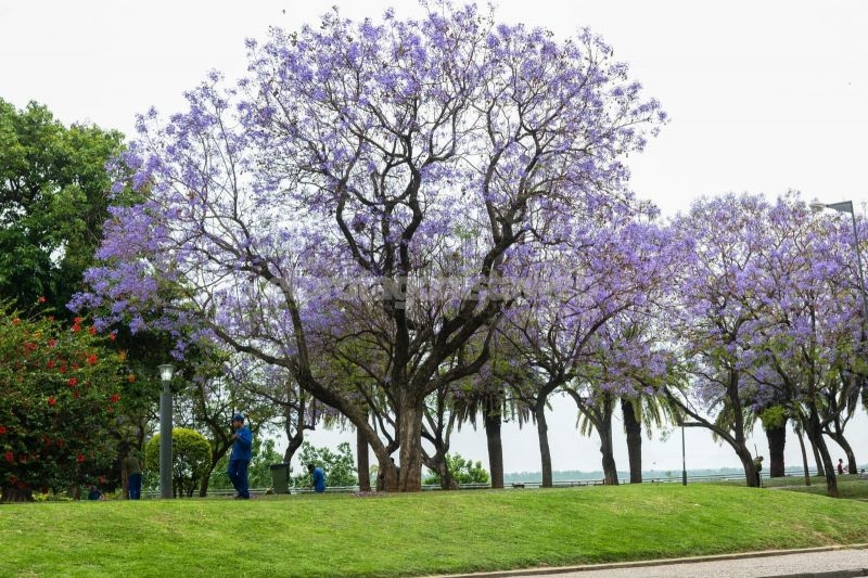 Media sanción para plantar un millón de árboles en la provincia de Santa Fe